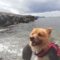 Dougdog