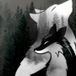Black Fox