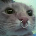O Cara do Like