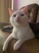 Harriet